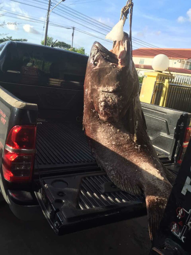 渔民捕获一条240斤龙胆石斑鱼,900斤巨无霸龙胆石斑鱼