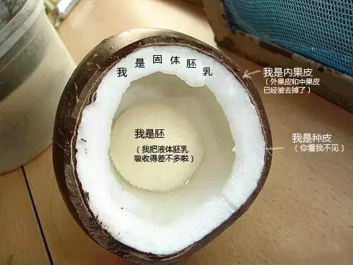 椰果饮料里面的椰果怎么来的,椰果嚼不烂是塑料吗