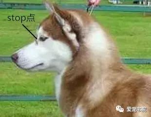 纯种哈士奇寿命多长视频,纯种哈士奇鼻子上有白毛