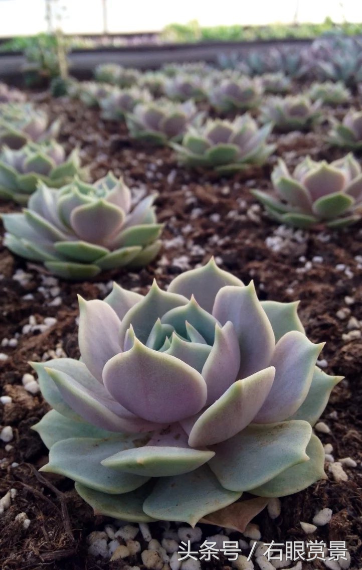 精品多肉颗颗都是韩版欧货老桩让您大呼过瘾