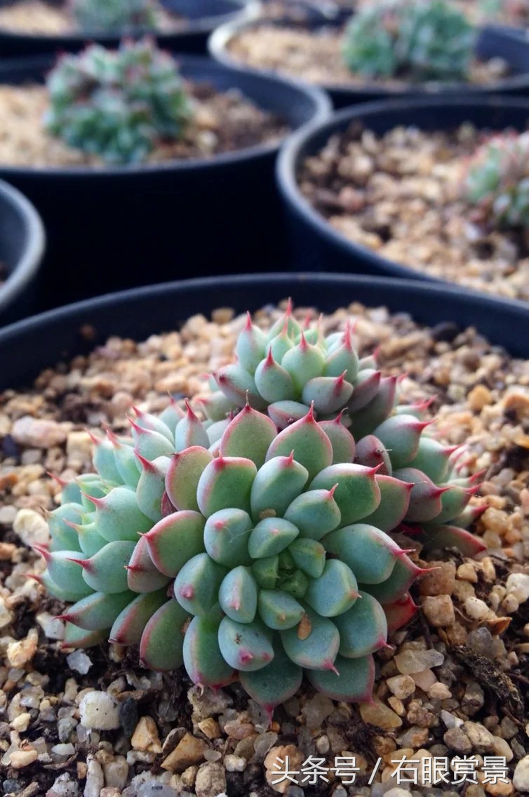 精品多肉颗颗都是韩版欧货老桩让您大呼过瘾