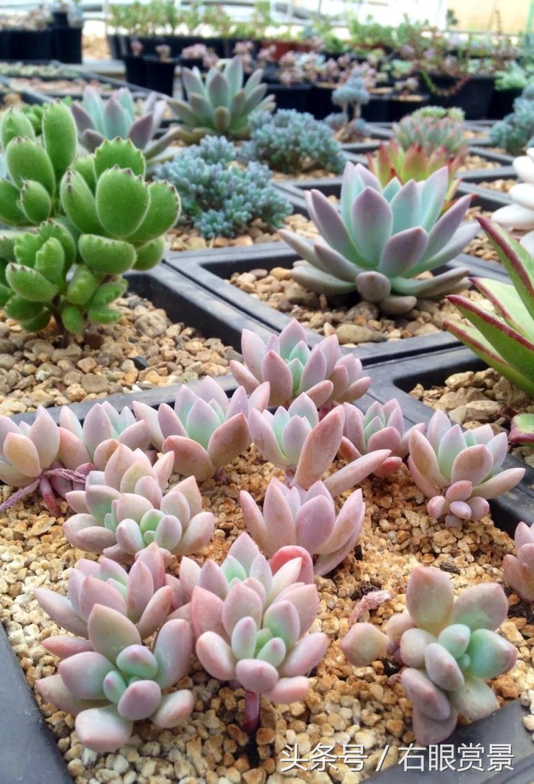 精品多肉颗颗都是韩版欧货老桩让您大呼过瘾