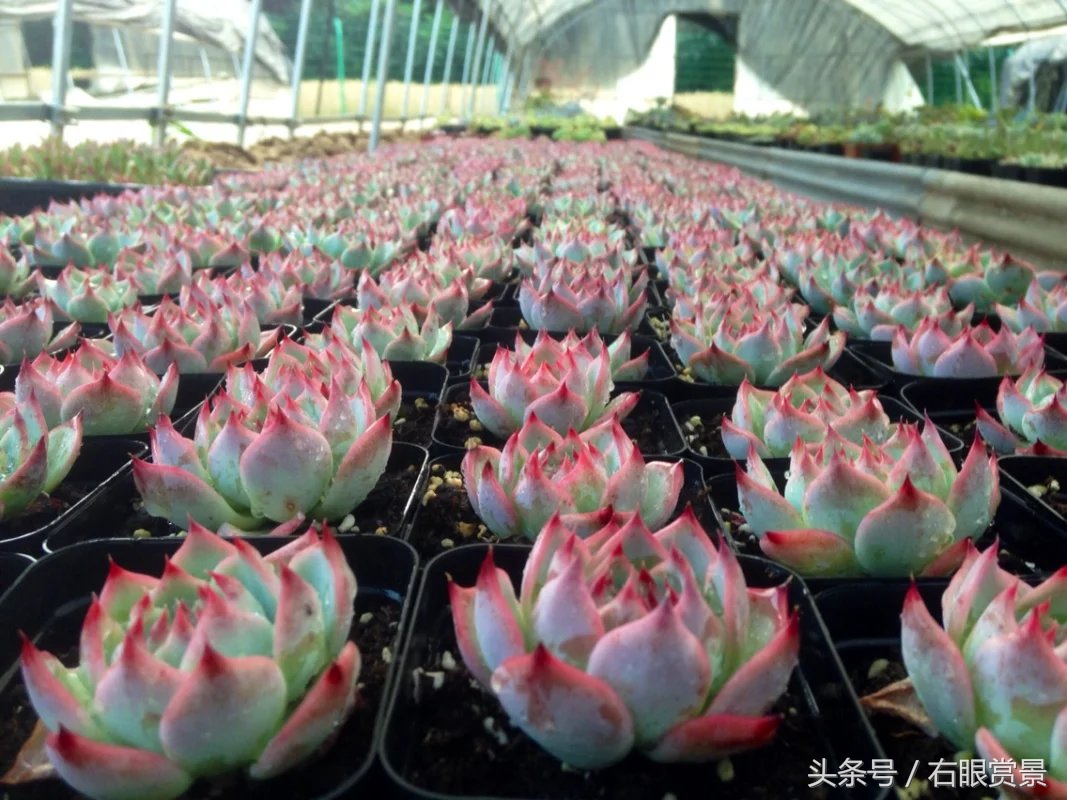 精品多肉颗颗都是韩版欧货老桩让您大呼过瘾