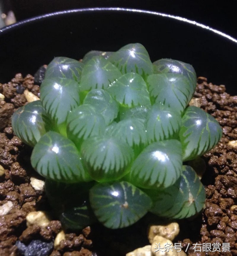 精品多肉颗颗都是韩版欧货老桩让您大呼过瘾