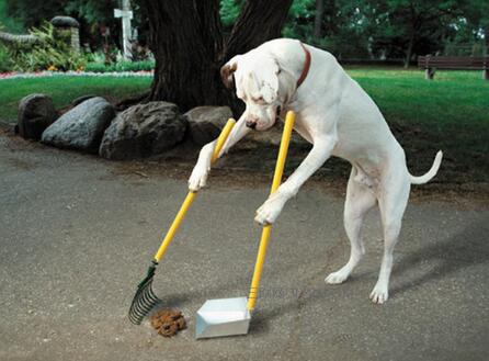 狗狗总是吃地上的东西怎么办,狗狗总是吃狗砂怎么办