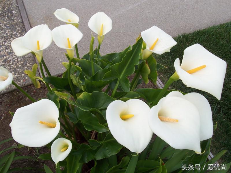 马蹄莲水培怎么养怎么加肥料呢,盆栽马蹄莲怎么养长得好