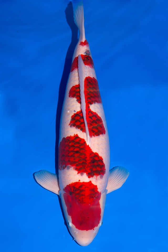 锦鲤鱼交叉感染掉鳞烂肉怎么治疗,锦鲤鱼烂肉用甲硝唑撒鱼缸行吗