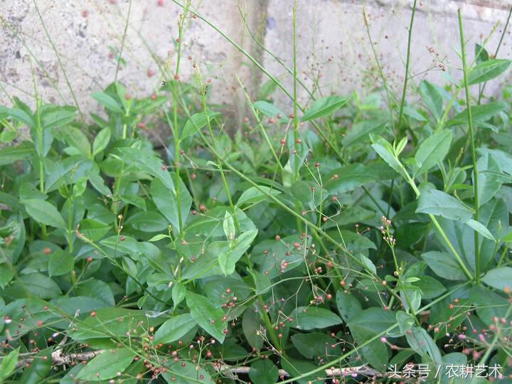 中草药图谱电子版下载,中草药千斤锤图谱大全