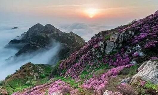 大连杜鹃花海景区,庄河歇马山杜鹃花