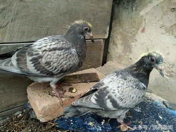 信鸽怎么训练不丢鸽,信鸽比赛如何记录归巢时间