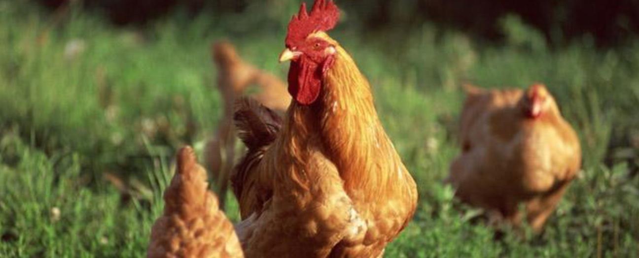 新希望饲料发展,新希望饲料深度分析