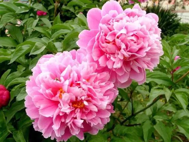 国家花木博览园旅游攻略,花木博览园一日游