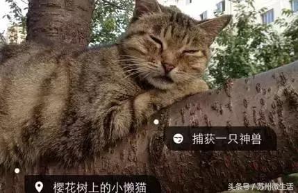 天平学院是公办的吗,苏州天平学院全国排名