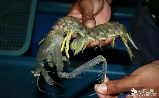 比手臂还粗的皮皮虾你吃过了吗,比手臂还要大的皮皮虾你吃过没有