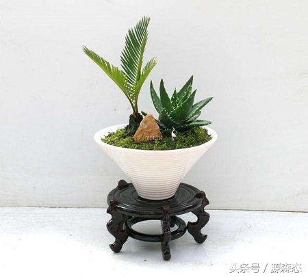 苏铁适宜在什么土中生长,苏铁的养殖方法与栽培技术