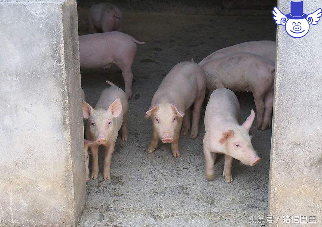 疥螨寄生虫,疥虫感染的症状