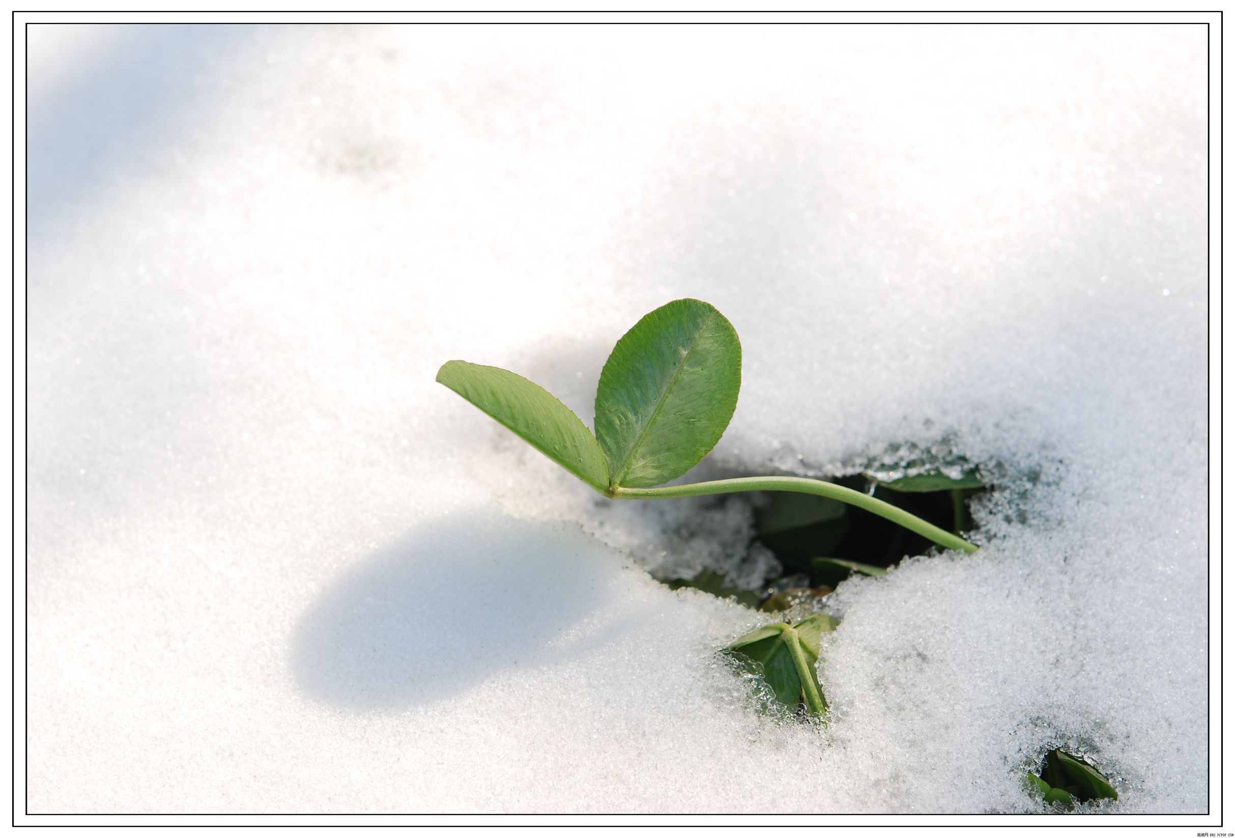 51岁抗击肺癌成功案例,80岁老人肺癌保守治疗案例