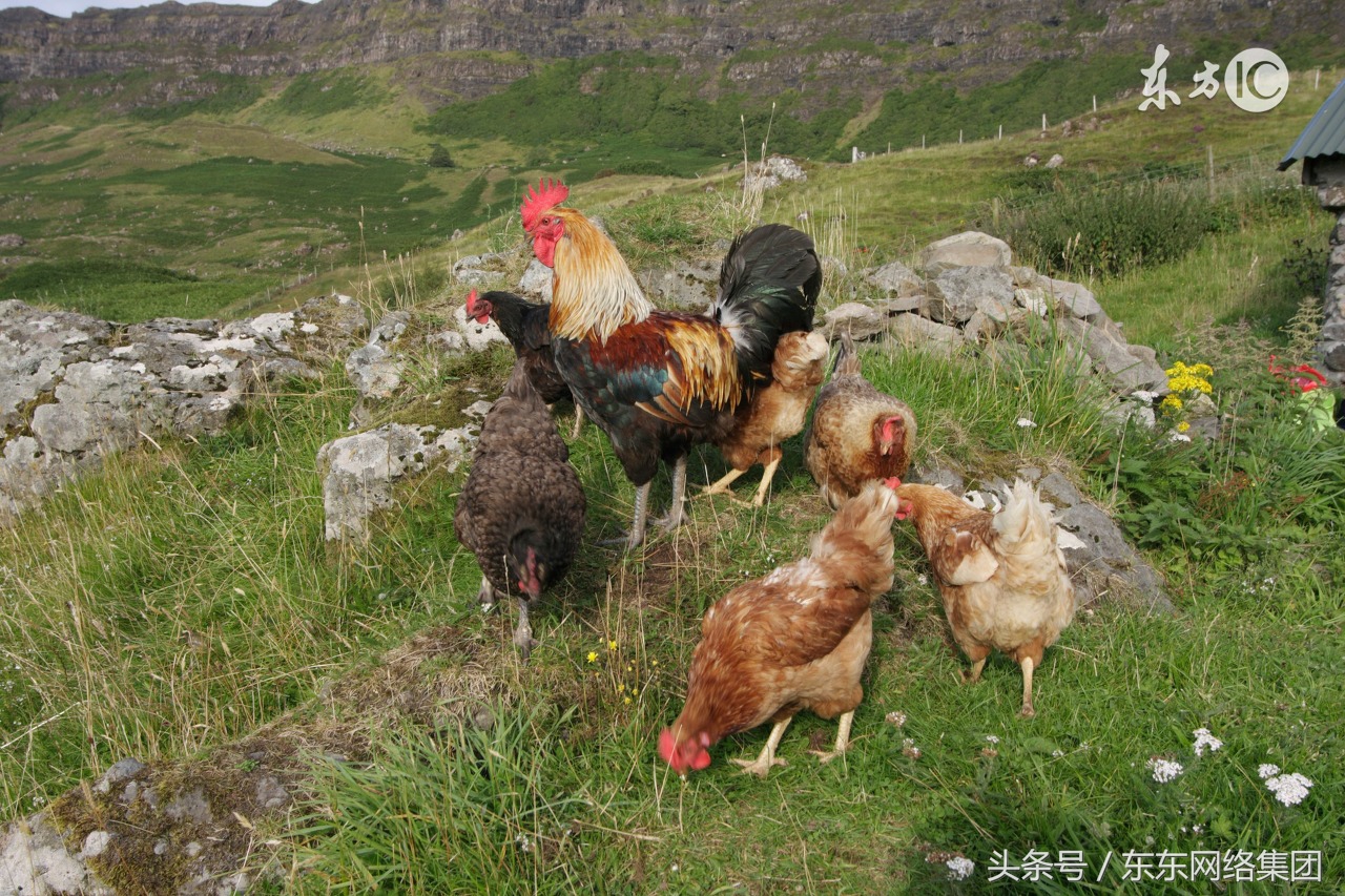 肉鸡如何减少成本,肉鸡怎么样卖的最快