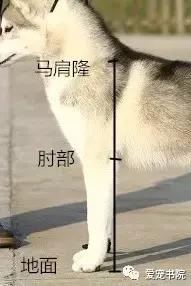 纯种哈士奇寿命多长视频,纯种哈士奇鼻子上有白毛