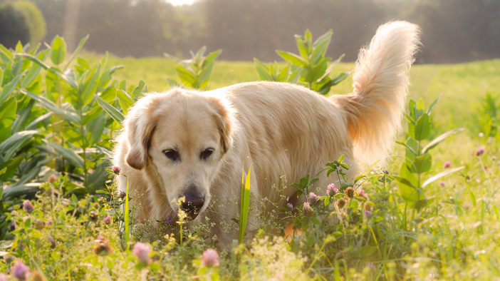 为什么狗狗室内饲养寿命高,饲养狗狗方法及注意事项