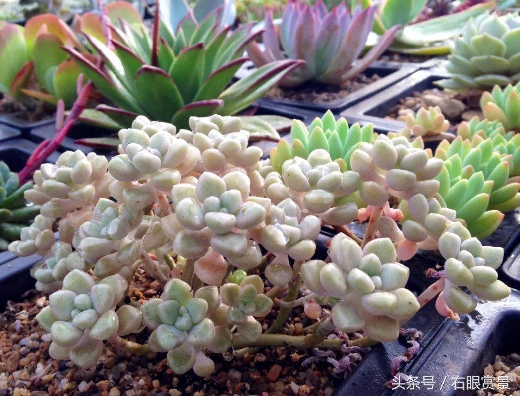 精品多肉颗颗都是韩版欧货老桩让您大呼过瘾