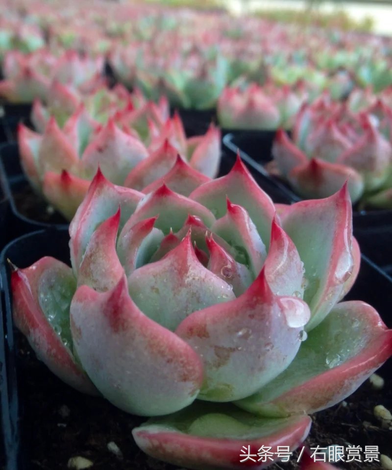 精品多肉颗颗都是韩版欧货老桩让您大呼过瘾