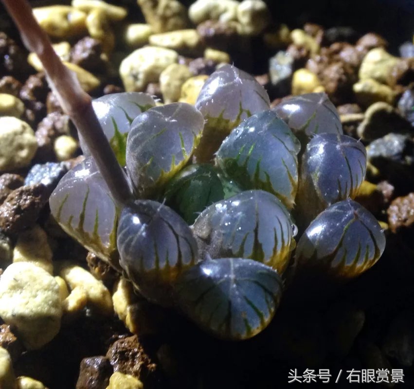 精品多肉颗颗都是韩版欧货老桩让您大呼过瘾