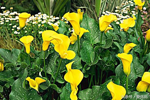 马蹄莲水培怎么养怎么加肥料呢,盆栽马蹄莲怎么养长得好