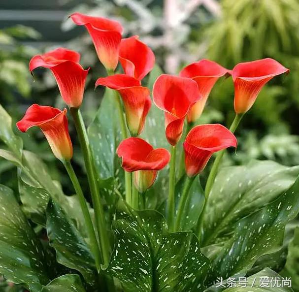 马蹄莲水培怎么养怎么加肥料呢,盆栽马蹄莲怎么养长得好