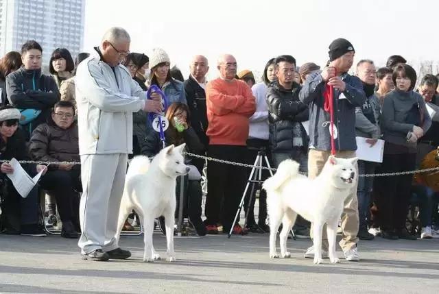 关于秋田犬你不知道的,秋田犬的简介和特点