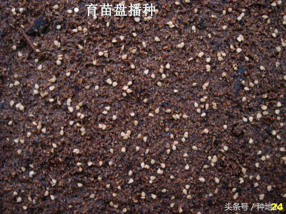 看看高手如何做管理的,看看山东大棚甜瓜种植技术