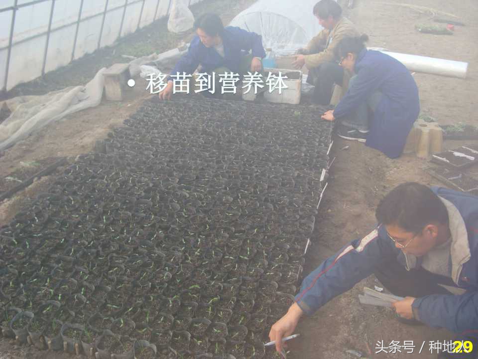 看看高手如何做管理的,看看山东大棚甜瓜种植技术