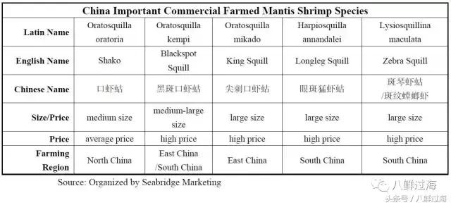 比手臂还粗的皮皮虾你吃过了吗,比手臂还要大的皮皮虾你吃过没有