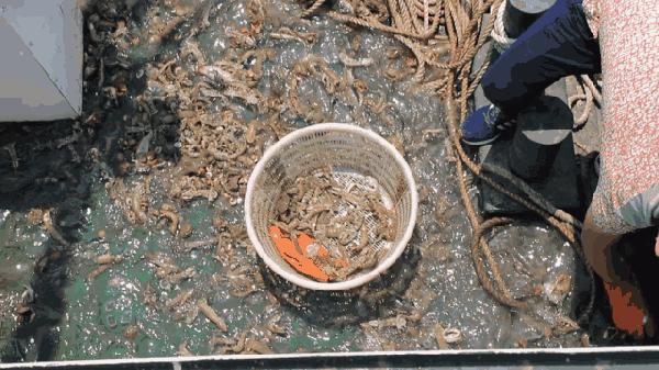 比手臂还粗的皮皮虾你吃过了吗,比手臂还要大的皮皮虾你吃过没有