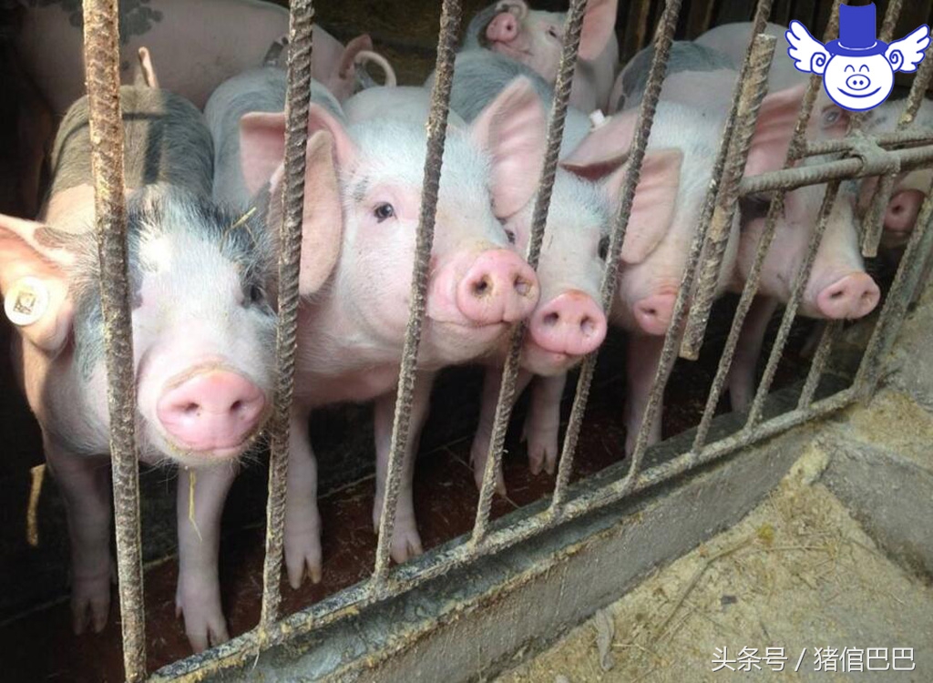 疥螨寄生虫,疥虫感染的症状