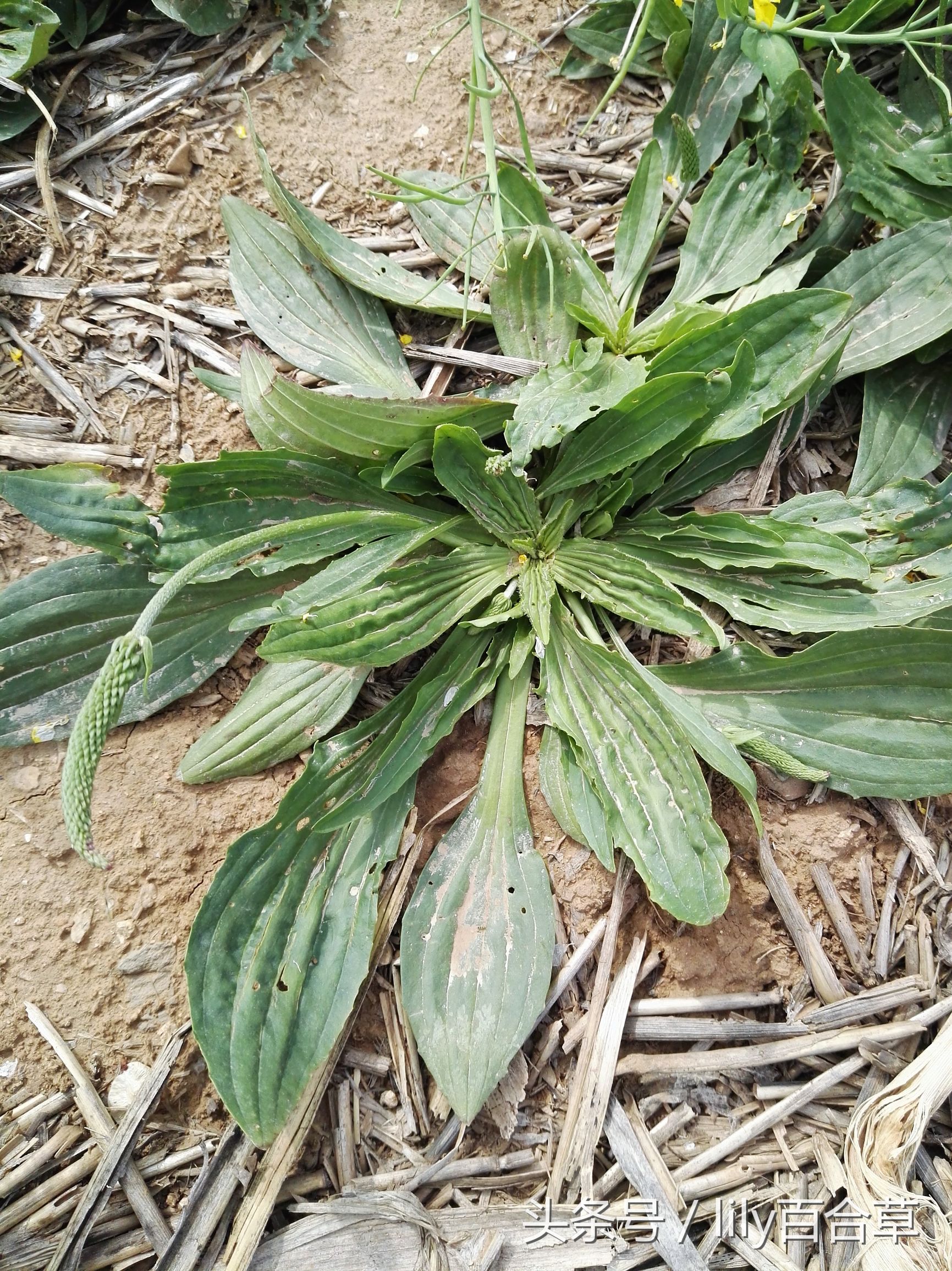 车前草木瓜干薏米治疗痛风,玉米须和车前草能治痛风吗