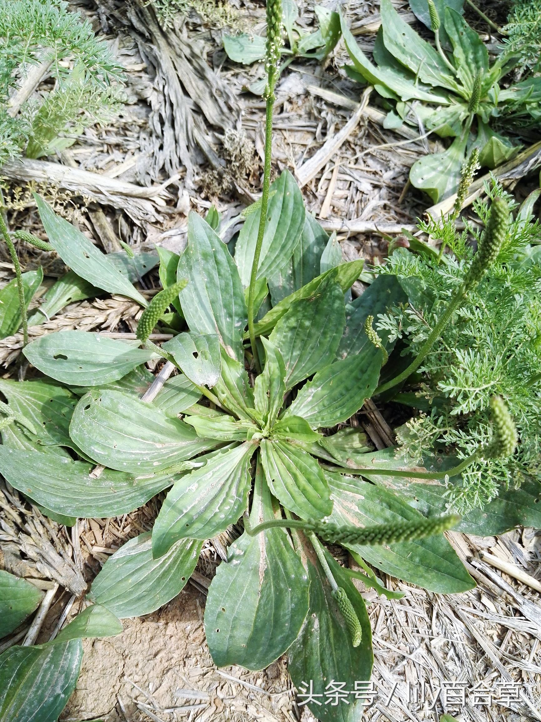 车前草木瓜干薏米治疗痛风,玉米须和车前草能治痛风吗
