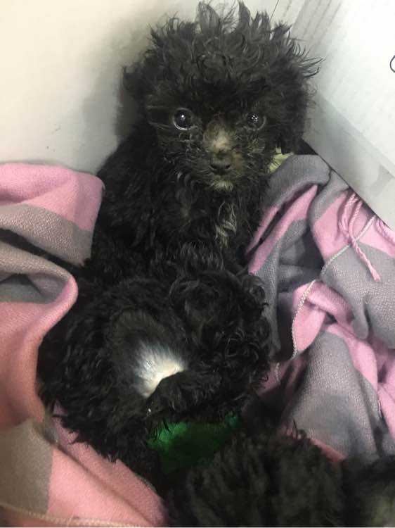 怀孕贵宾狗狗快生了的征兆,贵宾犬受孕后几个月生