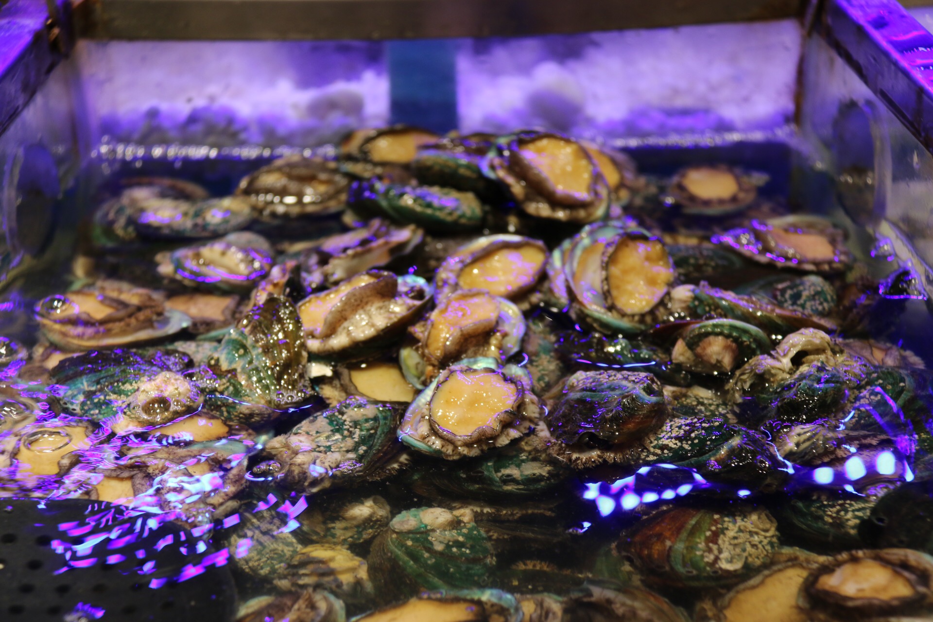 新鲜海洋海鲜,大海的味道不容错过冰鲜海鲜