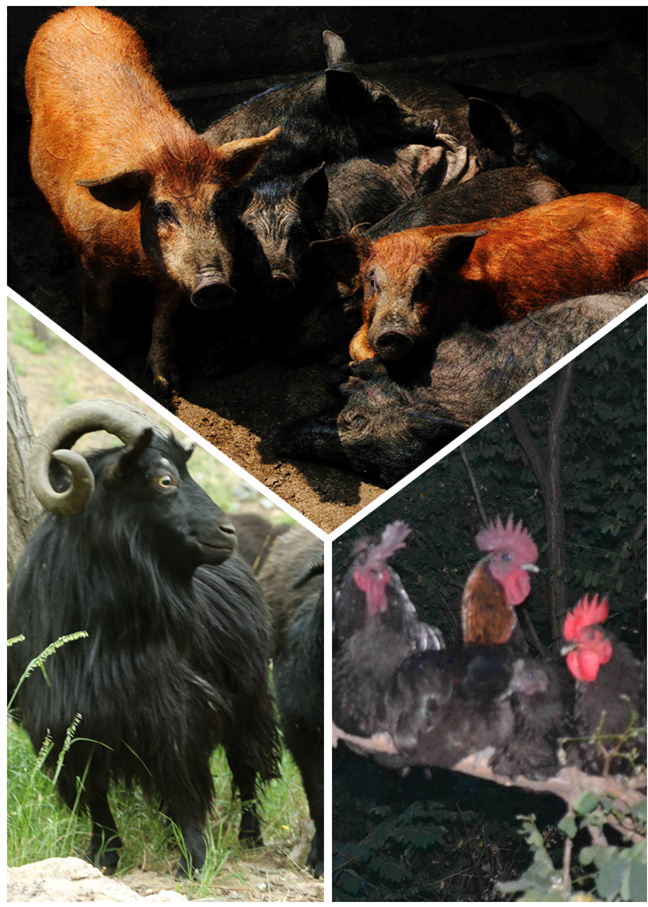 首届“山东好礼·一城一品”评选启动,选出你心中的“淄博礼物”