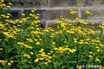 一药一方中成药,一药一方