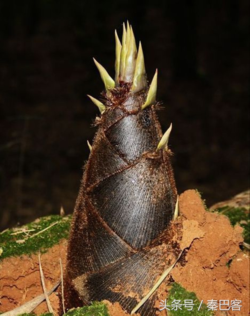 农村不值钱毛竹笋,城市人特别喜欢