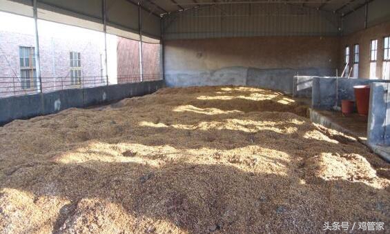 养鸡致富成功案例,养鸡喂猪发家致富