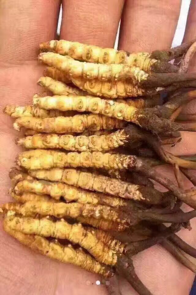 冬虫夏草对肺有什么功效,你对春天的美景了解多少