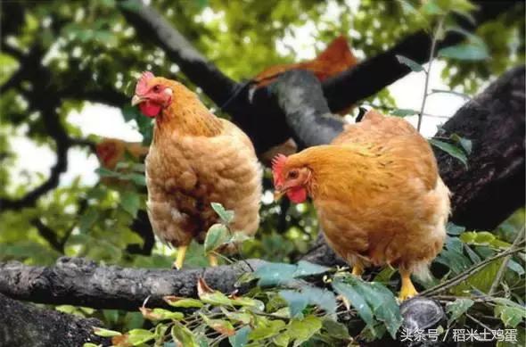 土鸡蛋营养差别不大,土鸡蛋鸭蛋分不清