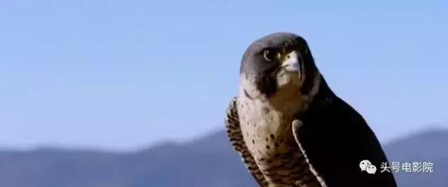 敢让这位国宝级女神上山下水也只有这位张艺谋的老朋友了