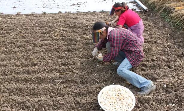 中国国际大蒜网邳州大蒜今日行情,世界大蒜看金乡