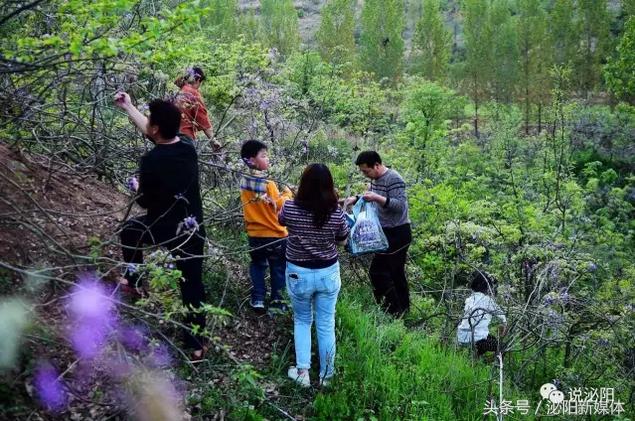 紫色藤花开,任丘紫藤花开