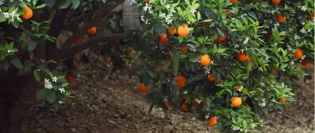 橙中贵族,美味之最:伦晚