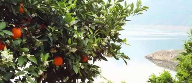 橙中贵族,美味之最:伦晚